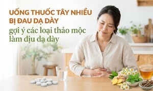 Uống thuốc tây nhiều bị đau dạ dày: gợi ý các thảo mộc làm dịu dạ dày