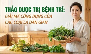 Thảo dược trị bệnh trĩ: giải mã công dụng của các loại lá dân gian