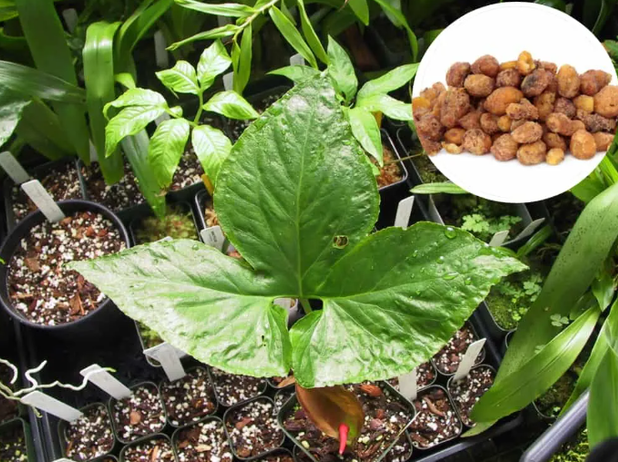 5 mẹo cứu nguy cấp tốc khi bị đau bao tử quặn từng cơn