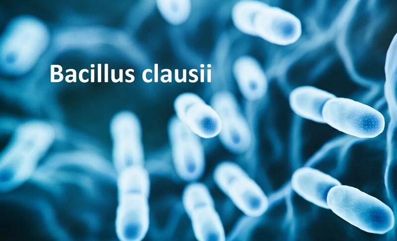 Rối loạn tiêu hóa sau khi ăn đồ lạ: 3 bước xử lý nhanh