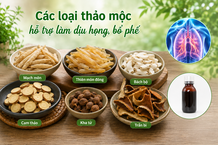 Thảo dược nào thực sự giúp bổ phế, giảm ho? - bạn sẽ bất ngờ