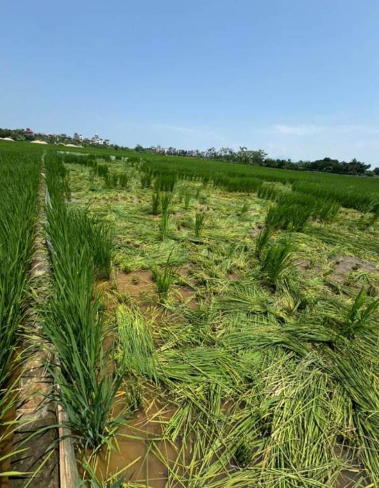 Một phụ nữ bị khởi tố vì phá hoại hơn 1 sào lúa của người khác