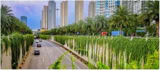 Hà Nội thí điểm trồng cây phủ xanh trụ cầu, hầm chui, nhà chờ xe buýt