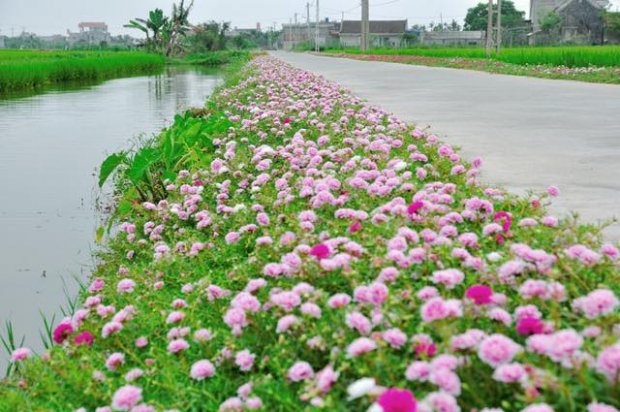 Cần gì đi đâu xa, ở Việt Nam cũng có những con đường hoa thơ mộng đẹp không thua một xứ xở nào!