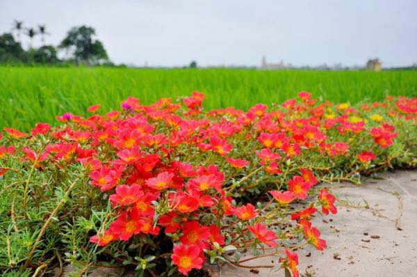 Cần gì đi đâu xa, ở Việt Nam cũng có những con đường hoa thơ mộng đẹp không thua một xứ xở nào!