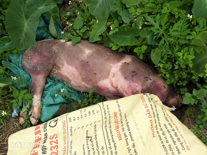 Hà Nam: Kinh hãi lợn bị lở móng, nằm liệt lái buôn vẫn khênh đi bán