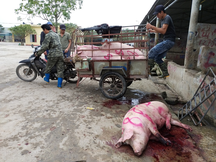 Hà Nam: Kinh hãi lợn bị lở móng, nằm liệt lái buôn vẫn khênh đi bán