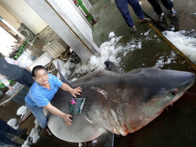 Đài Loan: Mổ bụng cá mập trắng mang thai, thấy cảnh đáng buồn