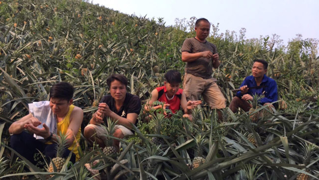Hàng trăm tấn dứa ở Lào Cai đứng trước nguy cơ vứt cho trâu, bò ăn