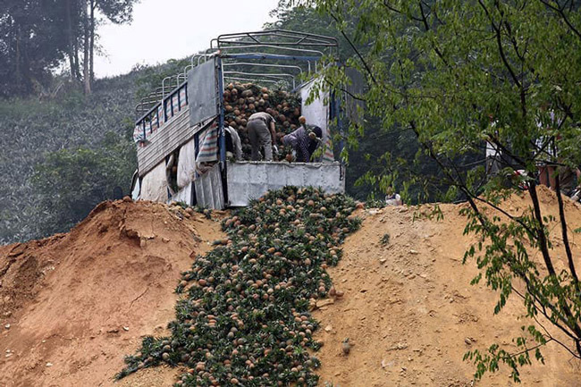 Hàng trăm tấn dứa ở Lào Cai đứng trước nguy cơ vứt cho trâu, bò ăn