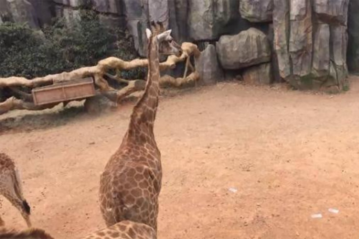Vườn thú sốc vì khách ném 1.500 USD cho hươu cao cổ
