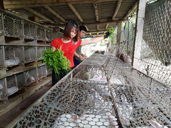 Nam Định: Gái xinh nuôi 700 'cục bông' di động, kiếm chục triệu/tháng