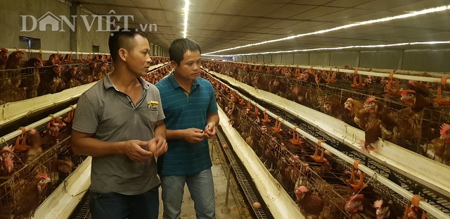 Nam Định có 1 tỷ phú nuôi gà đẻ vừa 'nín thở' chờ giá trứng tăng