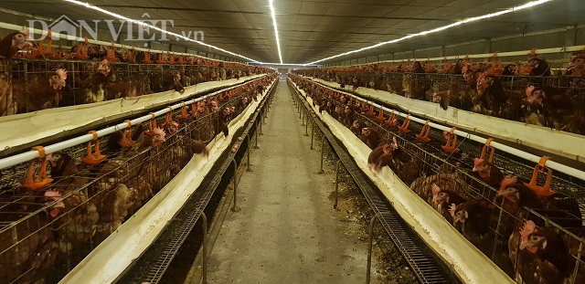 Nam Định có 1 tỷ phú nuôi gà đẻ vừa 'nín thở' chờ giá trứng tăng