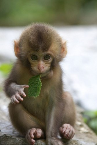 những con khỉ dễ thương nhất năm 2016
