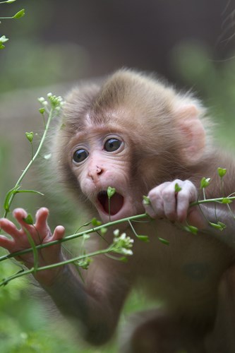 ngắm những con khỉ dễ thương 