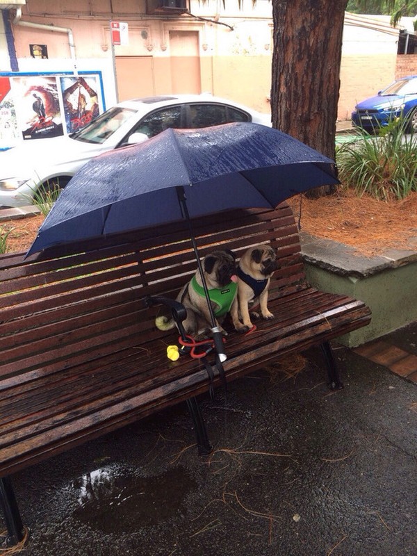 Những chú chó dễ thương ngoan ngoãn ngồi trú mưa