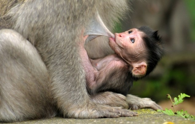 Chào mừng con khỉ dễ thương nhất 2016 đến với cuộc sống của bạn! Hãy cùng nhau ngắm nhìn những hình ảnh tuyệt đẹp của chúng ta, và cảm nhận sự kết nối giữa con người và động vật trong thiên nhiên đầy tình yêu thương.