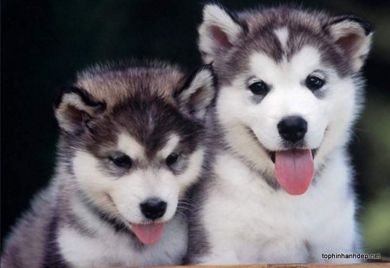 những hình ảnh chó Huskies đẹp 