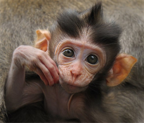Đừng bỏ lỡ cơ hội được ngắm nhìn những bức ảnh khỉ con đáng yêu như cục bông này. Chúng sẽ khiến trái tim bạn tan chảy và cùng bạn trải nghiệm cảm giác hạnh phúc của việc yêu động vật. Hãy xem và cảm nhận nhé!