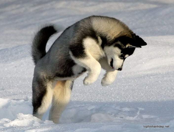 những hình ảnh chó Huskies dễ thương