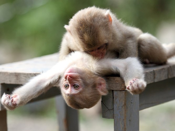 Hãy chiêm ngưỡng khỉ dễ thương này với đôi mắt của bạn! Với chiếc mũ trên đầu và bộ lông mềm mại, bạn sẽ không thể nhịn được cười khi xem chúng vui đùa và nhảy múa trên cây. Đảm bảo sẽ thư giãn tâm trí của bạn sau một ngày dài làm việc.