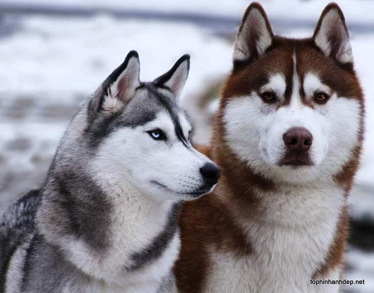 những hình ảnh chó Huskies đẹp nhất Việt Nam