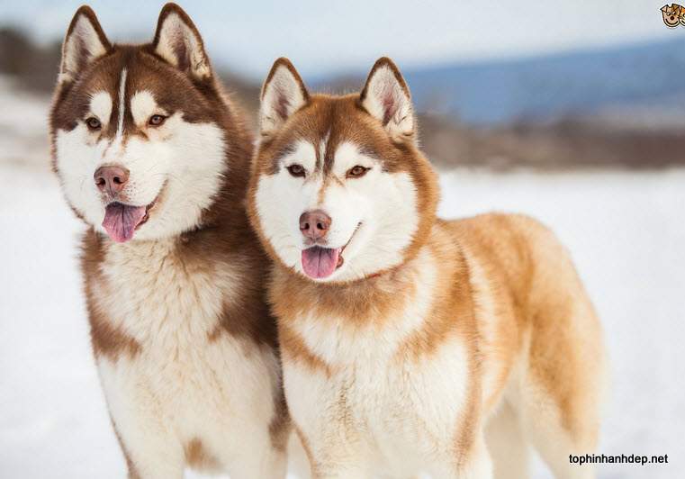 những hình ảnh chó Huskies đẹp nhất 