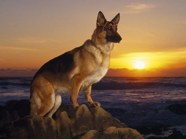 Chó German Shepherd là 1 trong những chú chó thông minh nhất thế giới