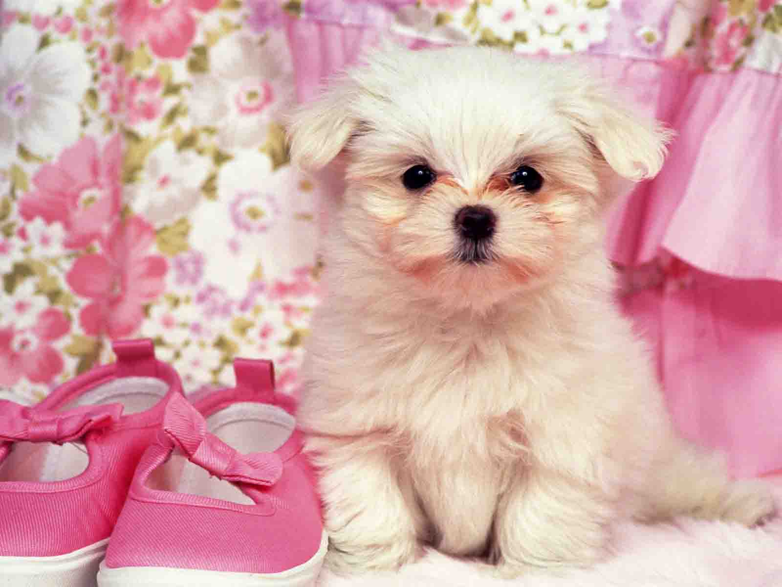 Про розовых собак. Красивые собачки. Красивые маленькие собачки. Маленькие миленькие собачки. Красивые щенки.
