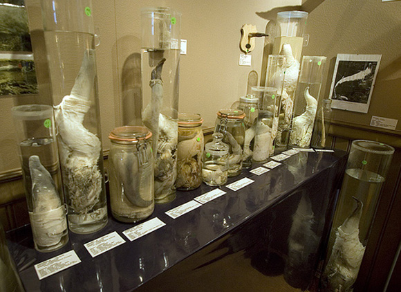 Bảo tàng dương vật chứa mẫu ‘của quý’ của nhiều loại động vật