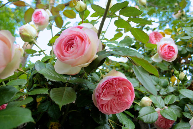 Cây hoa hồng leo được nhiều gia đình chọn trồng trước sân, ngõ