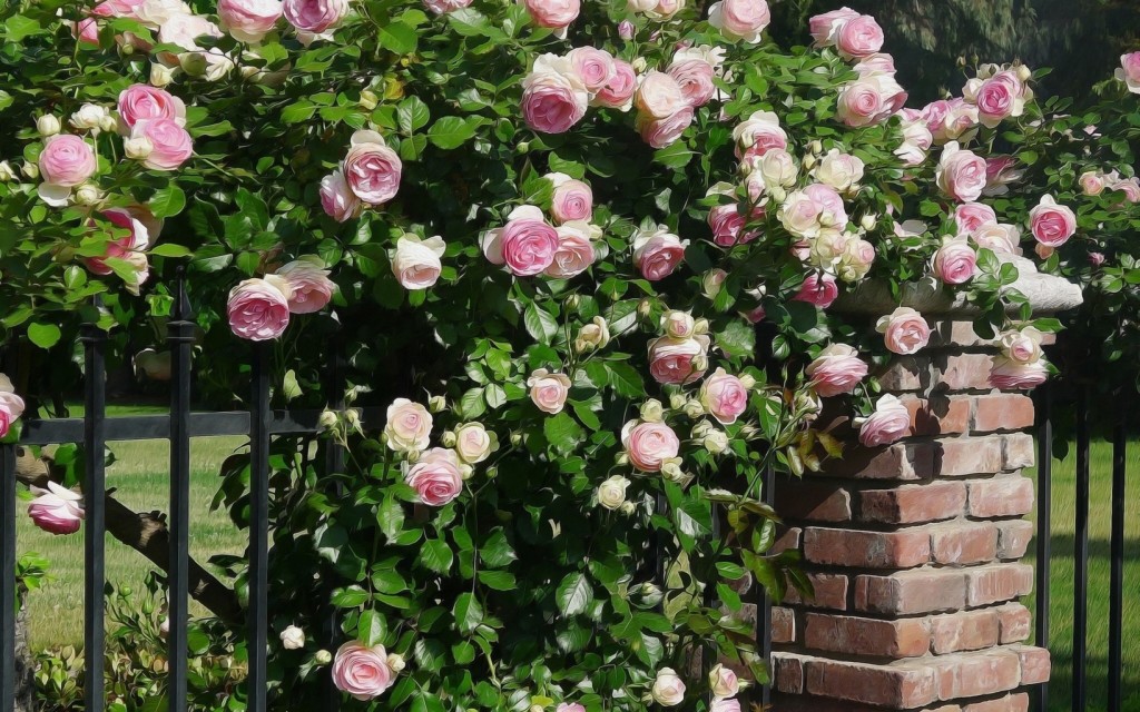 Cây hoa hồng leo là sự lựa chọn tuyệt vời khi bạn muốn mang sự trang trí đẹp đến cho nhà của mình. Không chỉ mang lại một mùi thơm quyến rũ, cây hoa hồng leo còn có nhiều hoa đầy màu sắc trên những lộc non. Hãy nhấn vào hình ảnh để cảm nhận vẻ đẹp của chúng.