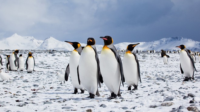 Chim cánh cụt xây tổ trên băng đá