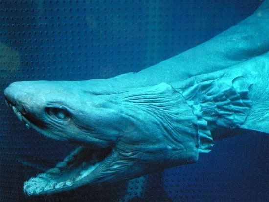 Có rất nhiều động vật tiền sử dưới nước còn tồn tại cho đến tận ngày nay