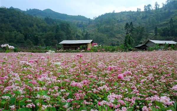 Nhà dân thấp thoáng giữa cánh đồng hoa tam giác mạch