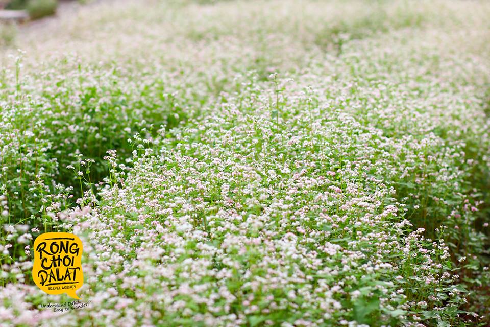 Ngoài Hà Giang, du khách còn thể ngắm cánh đồng hoa tam giác mạch ở Đà Lạt
