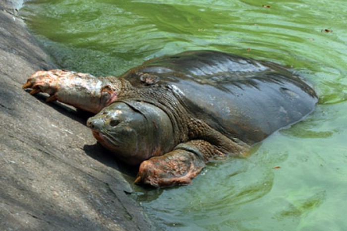 Khó có câu trả lời chính xác cho câu những cụ rùa còn lại đang ở đâu, có ở Hồ Gươm không
