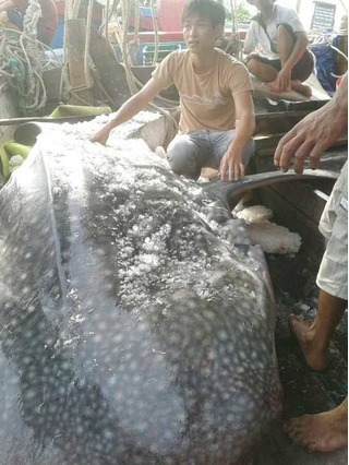 Những con cá khổng lồ từng sa lưới của ngư dân Việt Nam