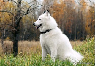 Những hình ảnh chó huskies đẹp và dễ thương nhất hiện nay