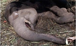 Rưng rưng hình ảnh giọt nước mắt của chú voi trước khi chết