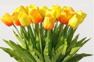 Cách làm lá hoa tulip bằng vải voan đẹp rực rỡ như thật
